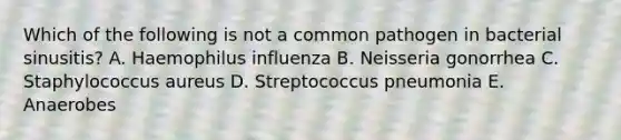 Which of the following is not a common pathogen in bacterial sinusitis? A. Haemophilus influenza B. Neisseria gonorrhea C. Staphylococcus aureus D. Streptococcus pneumonia E. Anaerobes