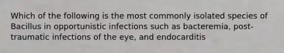 Which of the following is the most commonly isolated species of Bacillus in opportunistic infections such as bacteremia, post-traumatic infections of the eye, and endocarditis