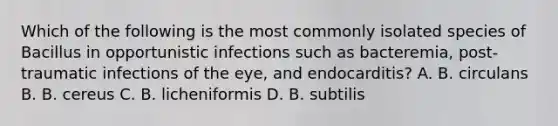 Which of the following is the most commonly isolated species of Bacillus in opportunistic infections such as bacteremia, post-traumatic infections of the eye, and endocarditis? A. B. circulans B. B. cereus C. B. licheniformis D. B. subtilis