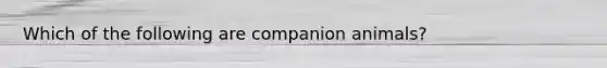 Which of the following are companion animals?