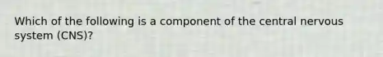 Which of the following is a component of the central nervous system (CNS)?