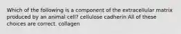 Which of the following is a component of the extracellular matrix produced by an animal cell? cellulose cadherin All of these choices are correct. collagen