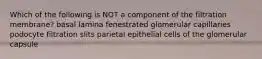 Which of the following is NOT a component of the filtration membrane? basal lamina fenestrated glomerular capillaries podocyte filtration slits parietal epithelial cells of the glomerular capsule