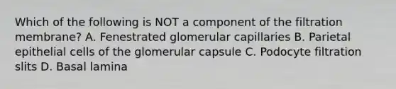 Which of the following is NOT a component of the filtration membrane? A. Fenestrated glomerular capillaries B. Parietal epithelial cells of the glomerular capsule C. Podocyte filtration slits D. Basal lamina