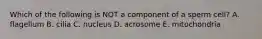 Which of the following is NOT a component of a sperm cell? A. flagellum B. cilia C. nucleus D. acrosome E. mitochondria