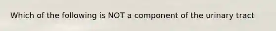 Which of the following is NOT a component of the urinary tract