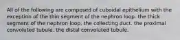 All of the following are composed of cuboidal epithelium with the exception of the thin segment of the nephron loop. the thick segment of the nephron loop. the collecting duct. the proximal convoluted tubule. the distal convoluted tubule.