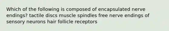 Which of the following is composed of encapsulated nerve endings? tactile discs muscle spindles free nerve endings of sensory neurons hair follicle receptors