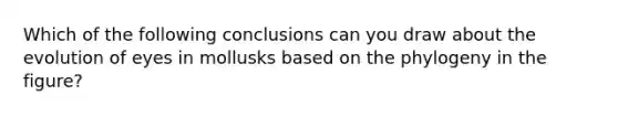 Which of the following conclusions can you draw about the evolution of eyes in mollusks based on the phylogeny in the figure?