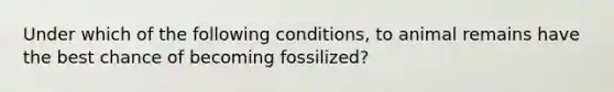 Under which of the following conditions, to animal remains have the best chance of becoming fossilized?