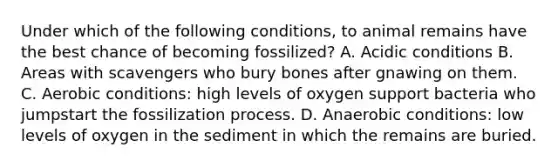 Under which of the following conditions, to animal remains have the best chance of becoming fossilized? A. Acidic conditions B. Areas with scavengers who bury bones after gnawing on them. C. Aerobic conditions: high levels of oxygen support bacteria who jumpstart the fossilization process. D. Anaerobic conditions: low levels of oxygen in the sediment in which the remains are buried.