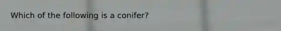 Which of the following is a conifer?