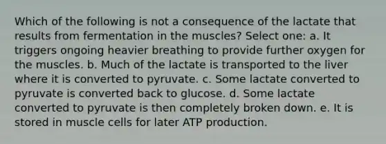 Which of the following is not a consequence of the lactate that results from fermentation in the muscles? Select one: a. It triggers ongoing heavier breathing to provide further oxygen for the muscles. b. Much of the lactate is transported to the liver where it is converted to pyruvate. c. Some lactate converted to pyruvate is converted back to glucose. d. Some lactate converted to pyruvate is then completely broken down. e. It is stored in muscle cells for later ATP production.