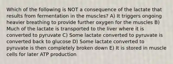 Which of the following is NOT a consequence of the lactate that results from fermentation in the muscles? A) It triggers ongoing heavier breathing to provide further oxygen for the muscles B) Much of the lactate is transported to the liver where it is converted to pyruvate C) Some lactate converted to pyruvate is converted back to glucose D) Some lactate converted to pyruvate is then completely broken down E) It is stored in muscle cells for later ATP production