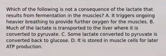 Which of the following is not a consequence of the lactate that results from fermentation in the muscles? A. It triggers ongoing heavier breathing to provide further oxygen for the muscles. B. Much of the lactate is transported to the liver where it is converted to pyruvate. C. Some lactate converted to pyruvate is converted back to glucose. D. It is stored in muscle cells for later <a href='https://www.questionai.com/knowledge/kQXM5vFKbG-atp-production' class='anchor-knowledge'>atp production</a>.