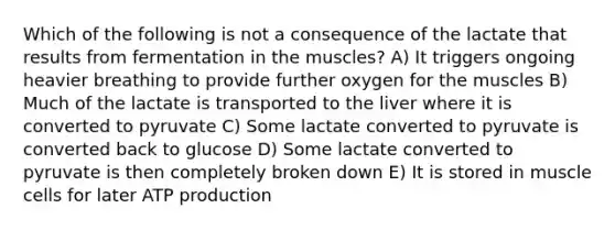 Which of the following is not a consequence of the lactate that results from fermentation in the muscles? A) It triggers ongoing heavier breathing to provide further oxygen for the muscles B) Much of the lactate is transported to the liver where it is converted to pyruvate C) Some lactate converted to pyruvate is converted back to glucose D) Some lactate converted to pyruvate is then completely broken down E) It is stored in muscle cells for later ATP production