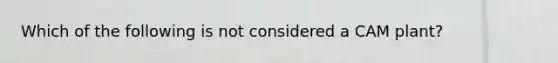 Which of the following is not considered a CAM plant?