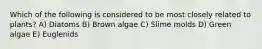 Which of the following is considered to be most closely related to plants? A) Diatoms B) Brown algae C) Slime molds D) Green algae E) Euglenids