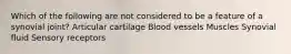 Which of the following are not considered to be a feature of a synovial joint? Articular cartilage Blood vessels Muscles Synovial fluid Sensory receptors