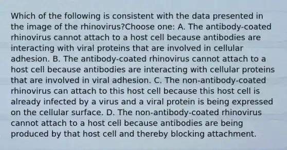 Which of the following is consistent with the data presented in the image of the rhinovirus?Choose one: A. The antibody-coated rhinovirus cannot attach to a host cell because antibodies are interacting with viral proteins that are involved in cellular adhesion. B. The antibody-coated rhinovirus cannot attach to a host cell because antibodies are interacting with cellular proteins that are involved in viral adhesion. C. The non-antibody-coated rhinovirus can attach to this host cell because this host cell is already infected by a virus and a viral protein is being expressed on the cellular surface. D. The non-antibody-coated rhinovirus cannot attach to a host cell because antibodies are being produced by that host cell and thereby blocking attachment.