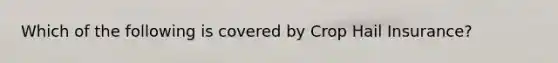 Which of the following is covered by Crop Hail Insurance?