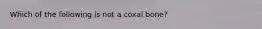 Which of the following is not a coxal bone?