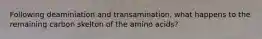 Following deaminiation and transamination, what happens to the remaining carbon skelton of the amino acids?