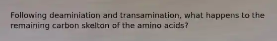 Following deaminiation and transamination, what happens to the remaining carbon skelton of the amino acids?