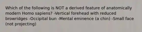 Which of the following is NOT a derived feature of anatomically modern Homo sapiens? -Vertical forehead with reduced browridges -Occipital bun -Mental eminence (a chin) -Small face (not projecting)