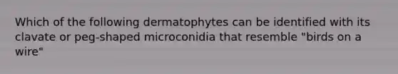 Which of the following dermatophytes can be identified with its clavate or peg-shaped microconidia that resemble "birds on a wire"