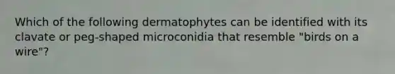 Which of the following dermatophytes can be identified with its clavate or peg-shaped microconidia that resemble "birds on a wire"?