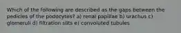 Which of the following are described as the gaps between the pedicles of the podocytes? a) renal papillae b) urachus c) glomeruli d) filtration slits e) convoluted tubules