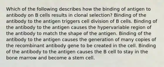 Which of the following describes how the binding of antigen to antibody on B cells results in clonal selection? Binding of the antibody to the antigen triggers cell division of B cells. Binding of the antibody to the antigen causes the hypervariable region of the antibody to match the shape of the antigen. Binding of the antibody to the antigen causes the generation of many copies of the recombinant antibody gene to be created in the cell. Binding of the antibody to the antigen causes the B cell to stay in the bone marrow and become a stem cell.