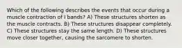 Which of the following describes the events that occur during a muscle contraction of I bands? A) These structures shorten as the muscle contracts. B) These structures disappear completely. C) These structures stay the same length. D) These structures move closer together, causing the sarcomere to shorten.