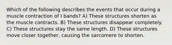 Which of the following describes the events that occur during a muscle contraction of I bands? A) These structures shorten as the muscle contracts. B) These structures disappear completely. C) These structures stay the same length. D) These structures move closer together, causing the sarcomere to shorten.