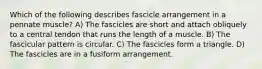 Which of the following describes fascicle arrangement in a pennate muscle? A) The fascicles are short and attach obliquely to a central tendon that runs the length of a muscle. B) The fascicular pattern is circular. C) The fascicles form a triangle. D) The fascicles are in a fusiform arrangement.