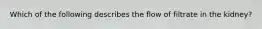 Which of the following describes the flow of filtrate in the kidney?