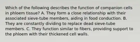 Which of the following describes the function of companion cells in phloem tissue? A. They form a close relationship with their associated sieve-tube members, aiding in food conduction. B. They are constantly dividing to replace dead sieve-tube members. C. They function similar to fibers, providing support to the phloem with their thickened cell walls.