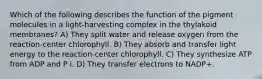 Which of the following describes the function of the pigment molecules in a light-harvesting complex in the thylakoid membranes? A) They split water and release oxygen from the reaction-center chlorophyll. B) They absorb and transfer light energy to the reaction-center chlorophyll. C) They synthesize ATP from ADP and P i. D) They transfer electrons to NADP+.