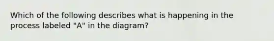 Which of the following describes what is happening in the process labeled "A" in the diagram?