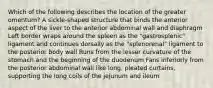 Which of the following describes the location of the greater omentum? A sickle-shaped structure that binds the anterior aspect of the liver to the anterior abdominal wall and diaphragm Left border wraps around the spleen as the "gastrosplenic" ligament and continues dorsally as the "splenorenal" ligament to the posterior body wall Runs from the lesser curvature of the stomach and the beginning of the duodenum Fans inferiorly from the posterior abdominal wall like long, pleated curtains, supporting the long coils of the jejunum and ileum