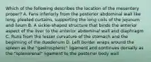 Which of the following describes the location of the mesentery proper? A. Fans inferiorly from the posterior abdominal wall like long, pleated curtains, supporting the long coils of the jejunum and ileum B. A sickle-shaped structure that binds the anterior aspect of the liver to the anterior abdominal wall and diaphragm C. Runs from the lesser curvature of the stomach and the beginning of the duodenum D. Left border wraps around the spleen as the "gastrosplenic" ligament and continues dorsally as the "splenorenal" ligament to the posterior body wall