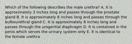 Which of the following describes the male urethra? A. It is approximately 3 inches long and passes through the prostate gland B. It is approximately 8 inches long and passes through the bulbourethral gland C. It is approximately 8 inches long and passes through the urogential diaphragm D. It is contained in the penis which serves the urinary system only E. It is identical to the female urethra