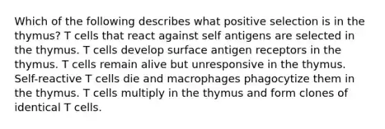 Which of the following describes what positive selection is in the thymus? T cells that react against self antigens are selected in the thymus. T cells develop surface antigen receptors in the thymus. T cells remain alive but unresponsive in the thymus. Self-reactive T cells die and macrophages phagocytize them in the thymus. T cells multiply in the thymus and form clones of identical T cells.