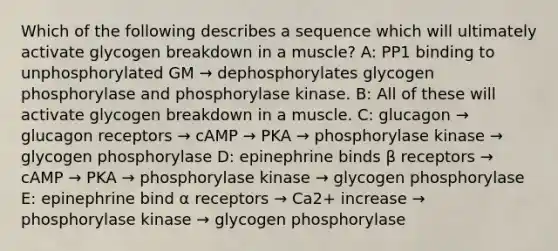 Which of the following describes a sequence which will ultimately activate glycogen breakdown in a muscle? A: PP1 binding to unphosphorylated GM → dephosphorylates glycogen phosphorylase and phosphorylase kinase. B: All of these will activate glycogen breakdown in a muscle. C: glucagon → glucagon receptors → cAMP → PKA → phosphorylase kinase → glycogen phosphorylase D: epinephrine binds β receptors → cAMP → PKA → phosphorylase kinase → glycogen phosphorylase E: epinephrine bind α receptors → Ca2+ increase → phosphorylase kinase → glycogen phosphorylase