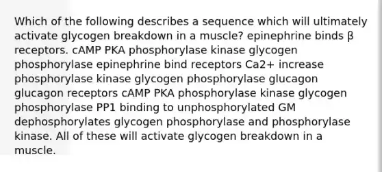 Which of the following describes a sequence which will ultimately activate glycogen breakdown in a muscle? epinephrine binds β receptors. cAMP PKA phosphorylase kinase glycogen phosphorylase epinephrine bind receptors Ca2+ increase phosphorylase kinase glycogen phosphorylase glucagon glucagon receptors cAMP PKA phosphorylase kinase glycogen phosphorylase PP1 binding to unphosphorylated GM dephosphorylates glycogen phosphorylase and phosphorylase kinase. All of these will activate glycogen breakdown in a muscle.