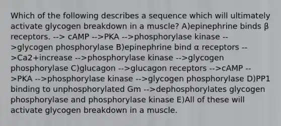 Which of the following describes a sequence which will ultimately activate glycogen breakdown in a muscle? A)epinephrine binds β receptors. --> cAMP -->PKA -->phosphorylase kinase -->glycogen phosphorylase B)epinephrine bind α receptors -->Ca2+increase -->phosphorylase kinase -->glycogen phosphorylase C)glucagon -->glucagon receptors -->cAMP -->PKA -->phosphorylase kinase -->glycogen phosphorylase D)PP1 binding to unphosphorylated Gm -->dephosphorylates glycogen phosphorylase and phosphorylase kinase E)All of these will activate glycogen breakdown in a muscle.