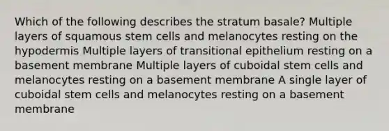 Which of the following describes the stratum basale? Multiple layers of squamous stem cells and melanocytes resting on the hypodermis Multiple layers of transitional epithelium resting on a basement membrane Multiple layers of cuboidal stem cells and melanocytes resting on a basement membrane A single layer of cuboidal stem cells and melanocytes resting on a basement membrane