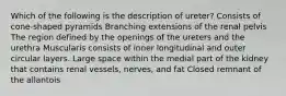 Which of the following is the description of ureter? Consists of cone-shaped pyramids Branching extensions of the renal pelvis The region defined by the openings of the ureters and the urethra Muscularis consists of inner longitudinal and outer circular layers. Large space within the medial part of the kidney that contains renal vessels, nerves, and fat Closed remnant of the allantois