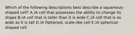 Which of the following descriptions best describe a squamous-shaped cell? A.)A cell that possesses the ability to change its shape B.)A cell that is taller than it is wide C.)A cell that is as wide as it is tall D.)A flattened, scale-like cell E.)A spherical-shaped cell